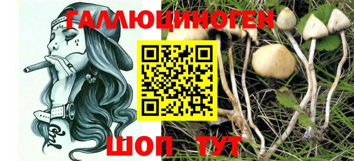 Псилоцибиновые грибы Psilocybine cubensis Гай